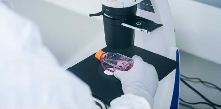 Observing cultured cells under a microscope